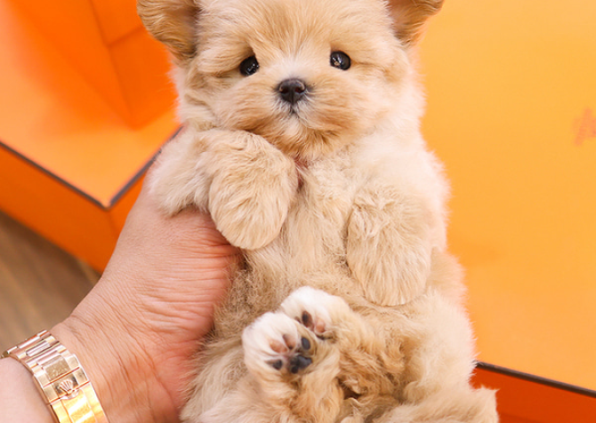 TOY POODLE YAVRULARIM